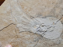 Charger l'image dans la galerie, Acanthoteuthis