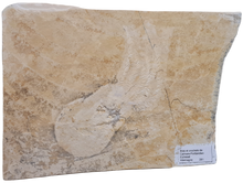 Charger l'image dans la galerie, Acanthoteuthis