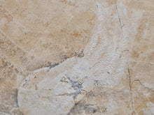 Charger l'image dans la galerie, Acanthoteuthis