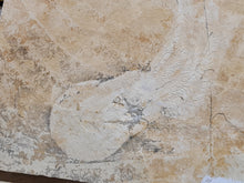 Charger l'image dans la galerie, Acanthoteuthis