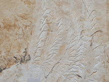 Charger l'image dans la galerie, Acanthoteuthis