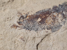 Charger l'image dans la galerie, Antrimpos sp Painten 2