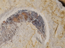 Charger l'image dans la galerie, Antrimpos sp Painten