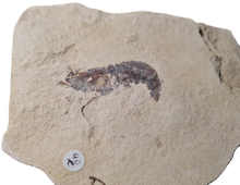 Charger l'image dans la galerie, Antrimpos sp Painten 2