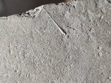 Charger l'image dans la galerie, Psiloceras planorbis