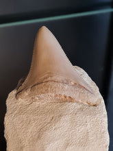 Lade das Bild in den Galerie-Viewer, Dent de chubutensis Italie