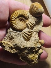 Charger l'image dans la galerie, Garantiana baculata