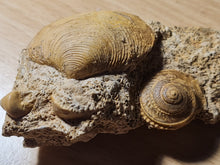 Charger l'image dans la galerie, Obornella + Astarte