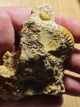 Charger l'image dans la galerie, Garantiana baculata