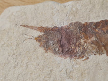 Charger l'image dans la galerie, Bylgia sp