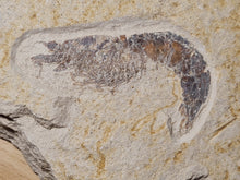 Charger l'image dans la galerie, Antrimpos sp Painten