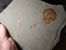 Charger l'image dans la galerie, Psiloceras planorbis