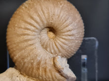 Charger l'image dans la galerie, Chondroceras