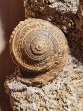 Charger l'image dans la galerie, Obornella + Astarte