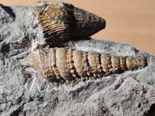 Cargar imagen en el visor de la galería, Dimorphosoma + Potamides + Trochosmilia