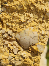 Lade das Bild in den Galerie-Viewer, Plaque de coquilles d'oeufs d'oiseaux Lutétien !!!!