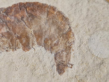 Charger l'image dans la galerie, Bylgia sp