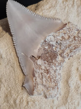 Cargar imagen en el visor de la galería, Dent de chubutensis Italie 2