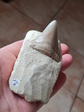 Lade das Bild in den Galerie-Viewer, Dent de chubutensis Italie