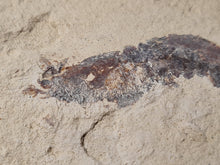 Charger l'image dans la galerie, Antrimpos sp Painten 2