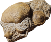 Charger l'image dans la galerie, Obornella + Astarte