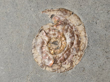 Charger l'image dans la galerie, Psiloceras planorbis