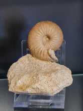 Charger l'image dans la galerie, Chondroceras