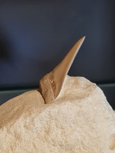 Lade das Bild in den Galerie-Viewer, Dent de chubutensis Italie