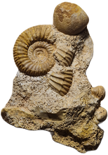 Charger l'image dans la galerie, Garantiana baculata