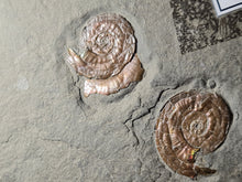Charger l'image dans la galerie, Psiloceras planorbis