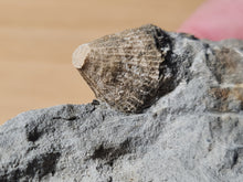 Cargar imagen en el visor de la galería, Dimorphosoma + Potamides + Trochosmilia