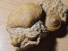 Charger l'image dans la galerie, Obornella + Astarte