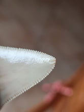 Lade das Bild in den Galerie-Viewer, Dent de chubutensis Italie