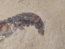 Charger l'image dans la galerie, Antrimpos sp Painten 2