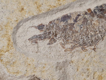 Charger l'image dans la galerie, Antrimpos sp Painten