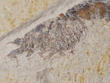 Charger l'image dans la galerie, Antrimpos sp Painten