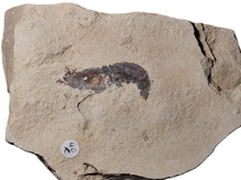 Charger l'image dans la galerie, Antrimpos sp Painten 2