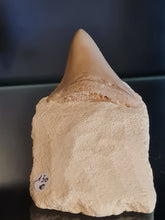 Lade das Bild in den Galerie-Viewer, Dent de chubutensis Italie