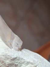 Lade das Bild in den Galerie-Viewer, Dent de chubutensis Italie