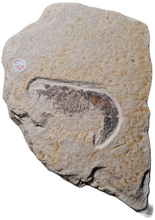 Charger l'image dans la galerie, Antrimpos sp Painten