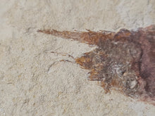 Charger l'image dans la galerie, Bylgia sp