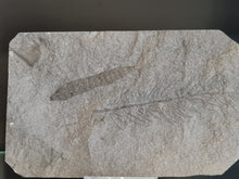 画像をギャラリービューアに読み込む, Asterophyllites + cône Calamostachys