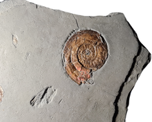 Charger l'image dans la galerie, Psiloceras planorbis