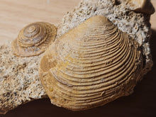 Charger l'image dans la galerie, Obornella + Astarte