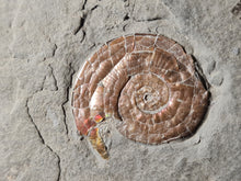 Charger l'image dans la galerie, Psiloceras planorbis