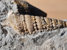 Cargar imagen en el visor de la galería, Dimorphosoma + Potamides + Trochosmilia