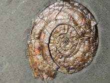 Charger l'image dans la galerie, Psiloceras planorbis