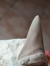 Lade das Bild in den Galerie-Viewer, Dent de chubutensis Italie