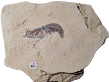 Charger l'image dans la galerie, Antrimpos sp Painten 2