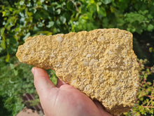 Lade das Bild in den Galerie-Viewer, Plaque de coquilles d'oeufs d'oiseaux Lutétien !!!!